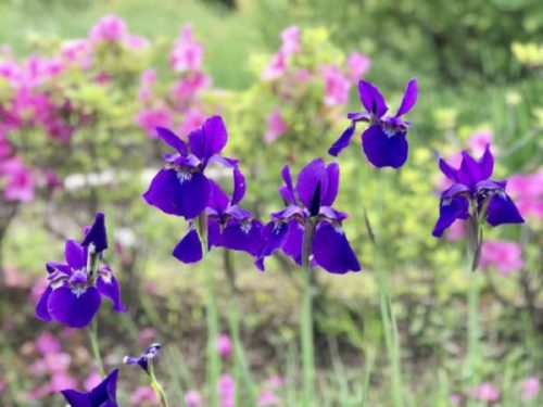 小岩菖蒲園【杜若】