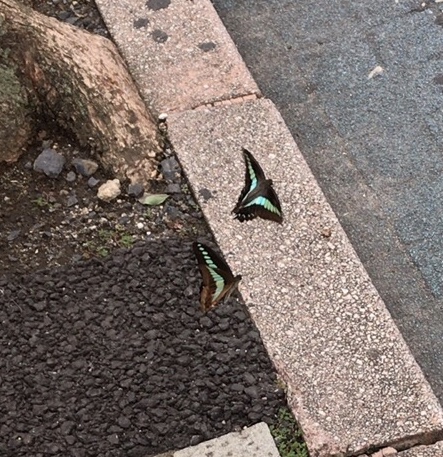 蝶もまわる