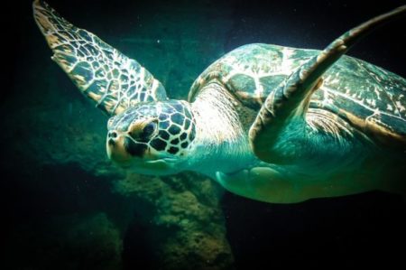 青海の亀の甲羅の占いが日々の暮らしの稲穂を運ぶ