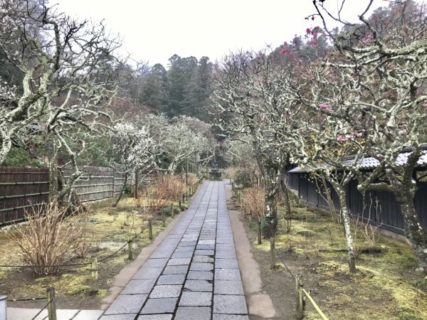 哲学と北鎌倉の東慶寺苔むす梅に柔らかな空