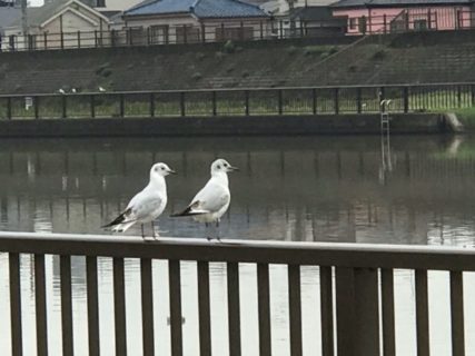 白い鳥、鴎、千鳥、都鳥