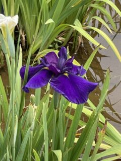 菖蒲と菖蒲と杜若