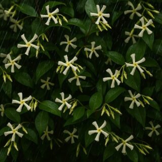 「雨」に喩えられる功徳