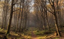 雑なことと冤罪のこと