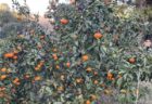 みかん農園
