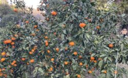 みかん農園